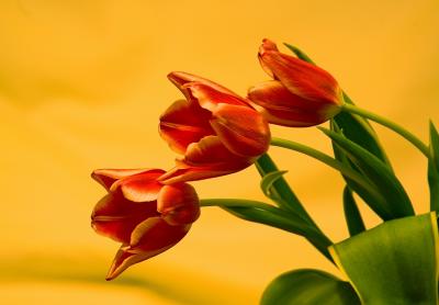 Winter Tulips
