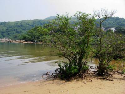 u49/smshiew/medium/35698112.x1343416_IMG.jpg
