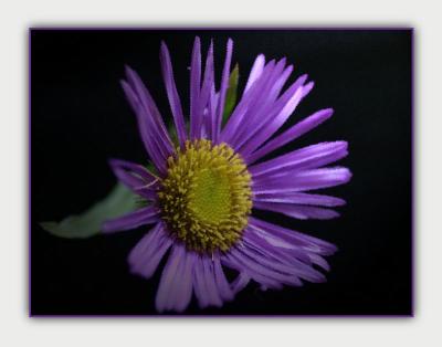 Flora