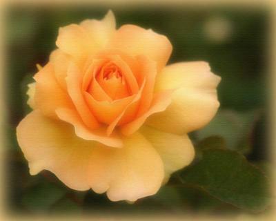 Flora