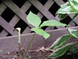 Jack-in-the-Pulpit