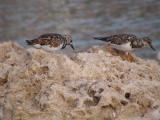 Ruddy Turnstones