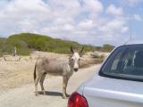 Stop your car and look who greets you :)