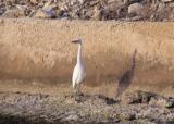 Egret on guard for dinner.