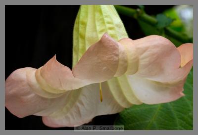 L.A. Arboretum - 11/27/04