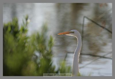 Sepulveda Basin - 11/28/2004