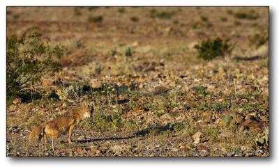 Coyote Marking : Death Valley