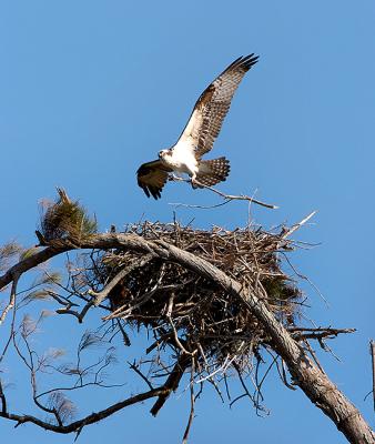 Osprey Landing Nest.jpg