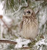  Salisbury, MA Sleepy Short Eared Owl