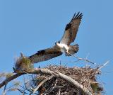 Osprey Wings Spread Carrying Stick.jpg