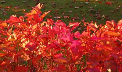 Shrub in full fall color