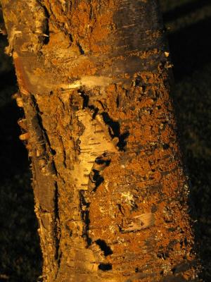 birch bark in the setting sun