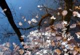 Fallen leaves in Bemidji State Park pond 11-04