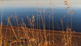 dried grasses along the shore