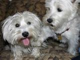 Nov. 8, 2004 - Westie pals