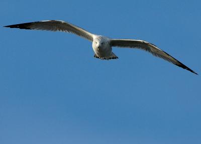 Gull5205.jpg
