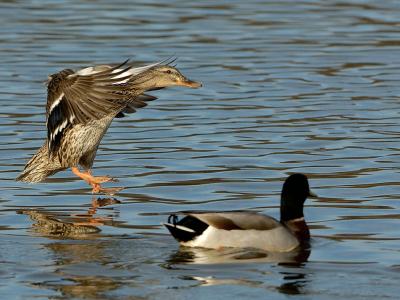 Duck5246.jpg