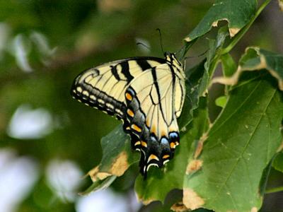 Yellow Swallowtail on Maple