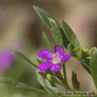 u49/stanmrich/medium/40828875.cadesertsgp216_std.jpg