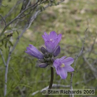 u49/stanmrich/medium/40828880.cadesertsgp221_std.jpg