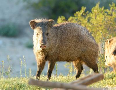 Javelina in back yard - one of several