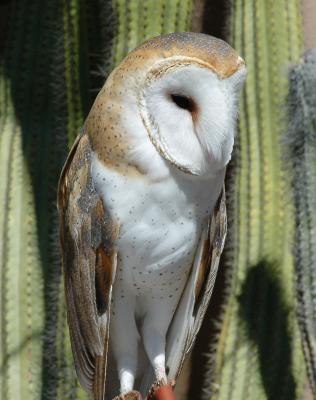 Barn Owl - Arizona Sonora Desert Museum