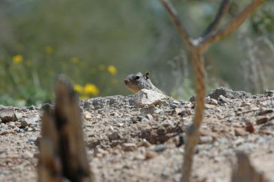 Squirrel - Arizona Sonora Desert Museum