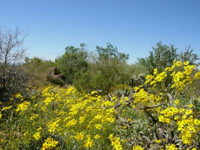 Arizona Sonora Desert Museum