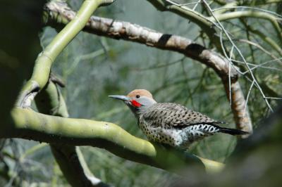Desert Flicker - Arizona Sonora Desert Museum