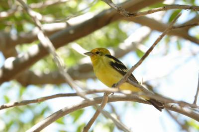 Yellow Bird - Arizona Sonora Desert Museum