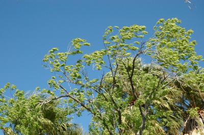 Spring Leaves in the Wind - Arizona Sonora Desert Museum
