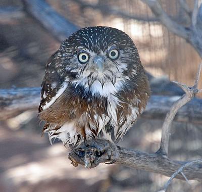 Pygmy Owl (tiny - fist size!) - Arizona Sonora Desert Museum