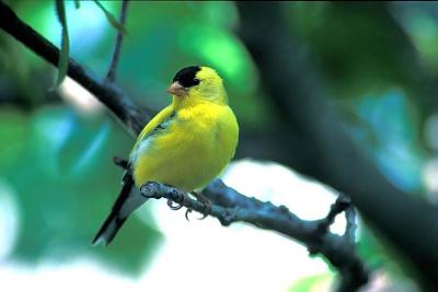 goldfinch01.jpg