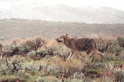 bears_n_wolves