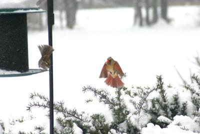 cardinalwaveoff.jpg