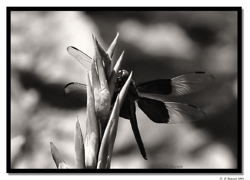 The Dragon FLY