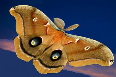 9th PlaceBuckeye Moth at Twilight
