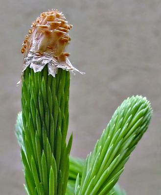 Crowning Glory (not for voting)