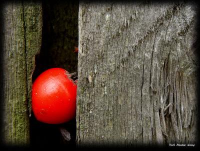 9th (tie)A haw, sticked in the fenceby Yuri Pautov