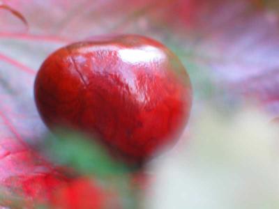 Chestnutby Kazu
