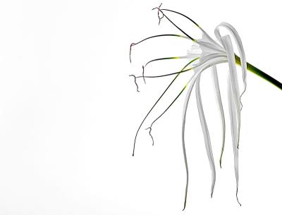 7th (tie)Spider Lily