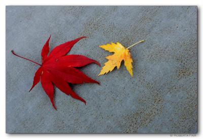 Two Leaves