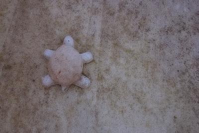 Untitled Turtle*