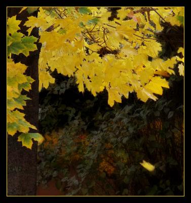falling leaf