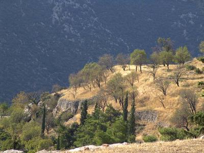 Delphi - the sacred groves