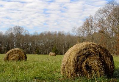 November Hayfield by Keith T.*