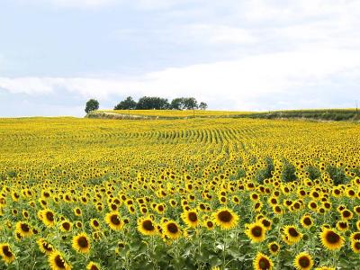 Sunflower Carpet