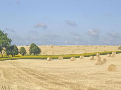 Straw Bales