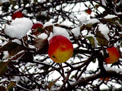 Snow Apples