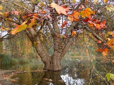 Golden Tree